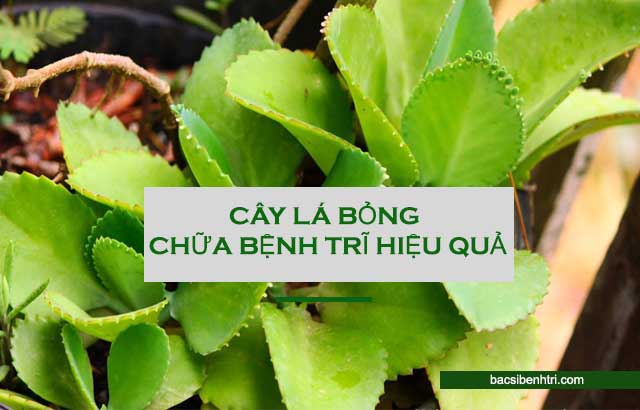 cây lá bỏng chữa bệnh trĩ