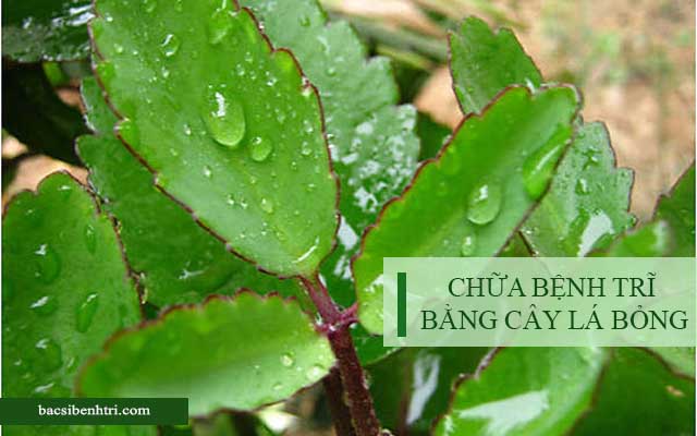 cây lá bỏng chữa bệnh trĩ