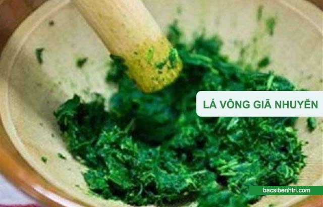 lá vông chữa bệnh trĩ