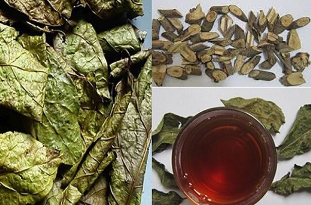 Uống nước lá vông chữa bệnh trĩ Trị bệnh trĩ bằng lá vông