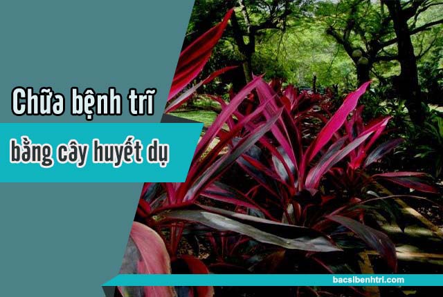 chữa bệnh trĩ bằng cây huyết dụ