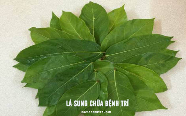 lá sung chữa bệnh trĩ