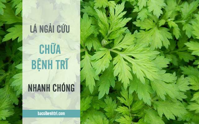 lá ngải cứu chữa bệnh trĩ