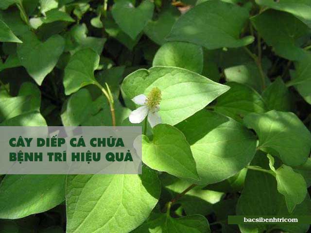 cây diếp cá chữa bệnh trĩ