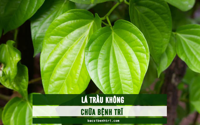 lá trầu không chữa bệnh trĩ