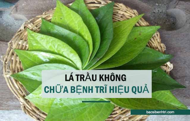 lá trầu không chữa bệnh trĩ