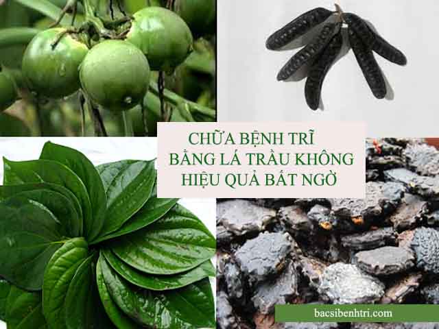 lá trầu không chữa bệnh trĩ