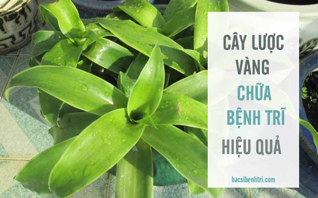 cây lược vàng chữa bệnh trĩ