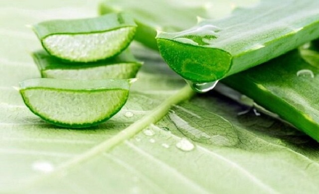 Chữa bệnh trĩ bằng nha đam Chữa bệnh trĩ bằng nha đam