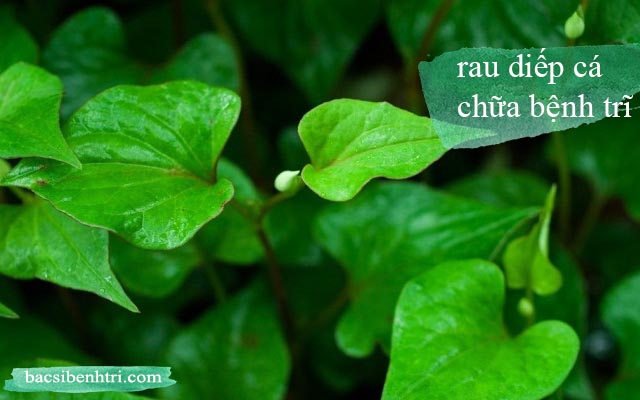 chữa bệnh trĩ bằng rau diếp cá