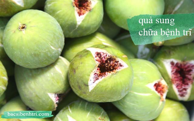 mẹo chữa bệnh trĩ bằng quả sung