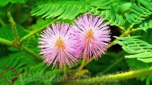 Bài thuốc chữa bệnh trĩ bằng cây xấu hổ dễ kiếm quanh nhà