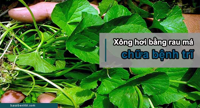 Chữa bệnh trĩ bằng rau má