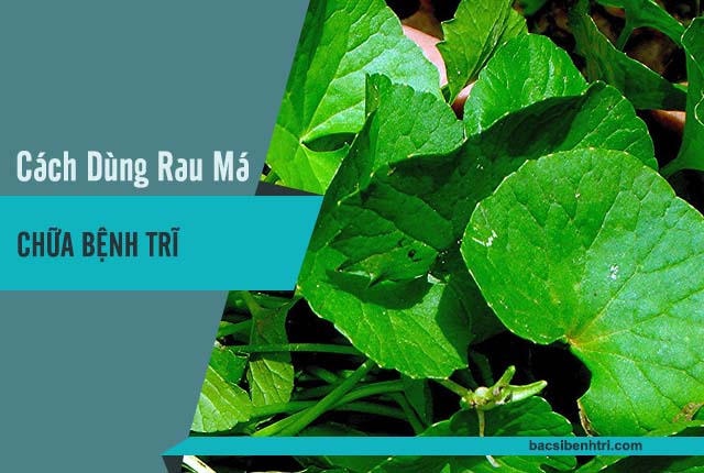 chữa trĩ bằng rau má