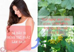 Mẹo chữa bệnh trĩ cho bà bầu bằng lá diếp cá dứt điểm nhanh