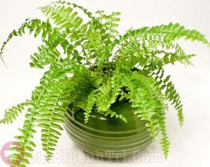 Thực hư cây dương xỉ chữa bệnh trĩ hiệu quả không ngờ