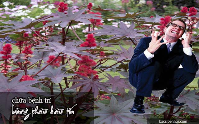 chữa trĩ bằng thầu dầu tía
