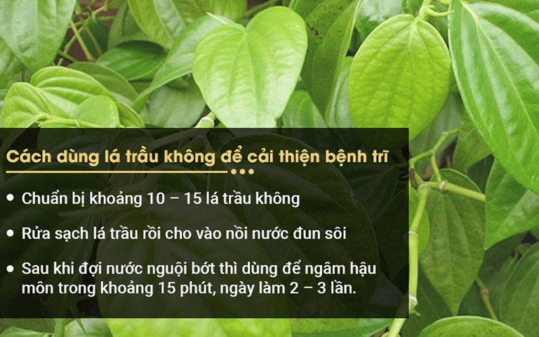 Cách dùng lá trầu để khắc chế tạm thời bệnh trĩ